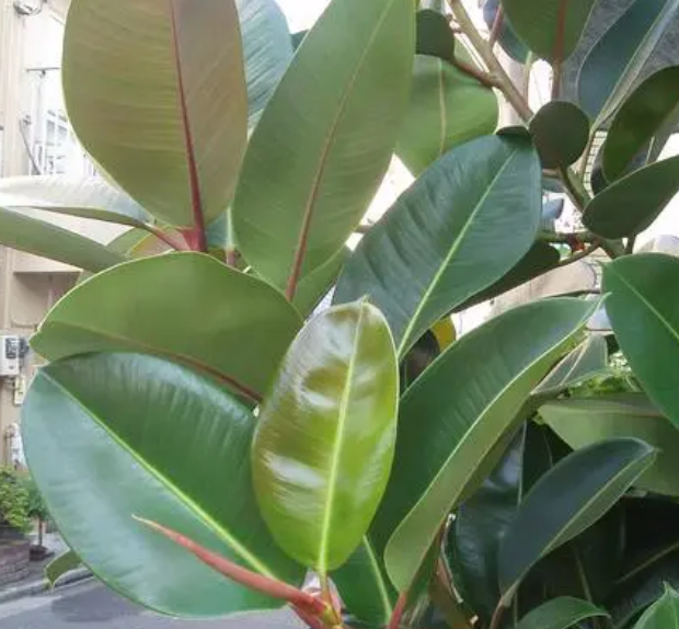 橡皮树多久浇一次水