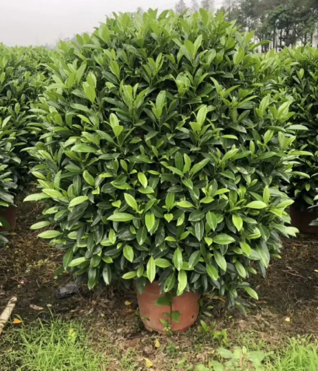 非洲茉莉怎么浇水方法 一次浇多少水合适