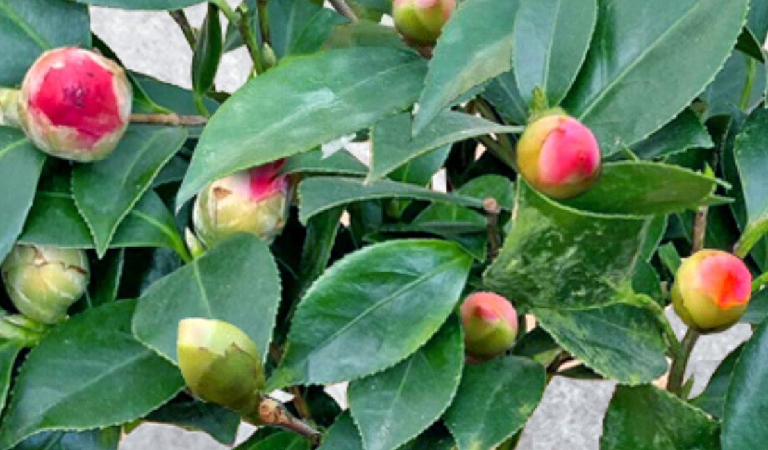 茶花多久浇一次水