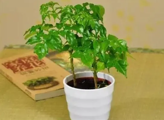 幸福树多久浇一次水