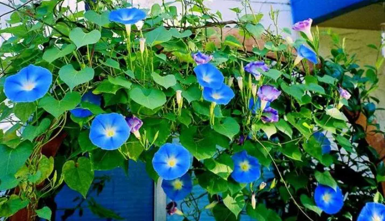 牵牛花多久浇一次水