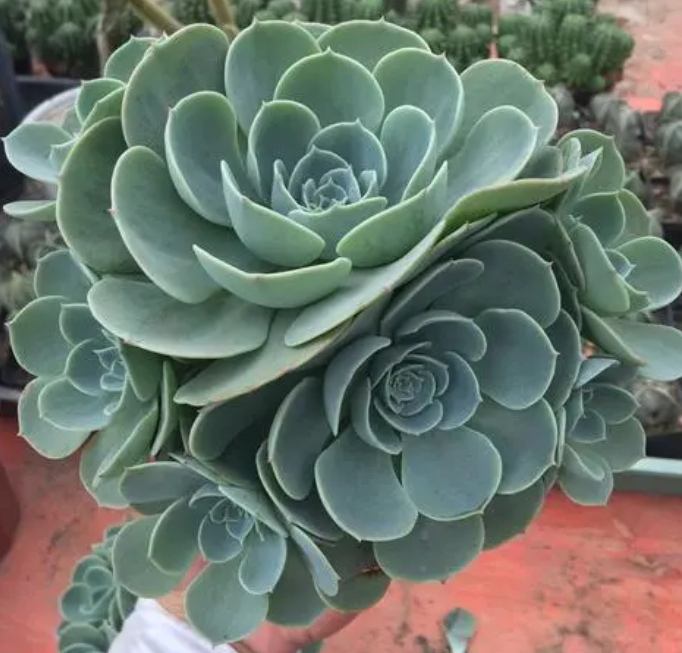 玉蝶多久浇一次水