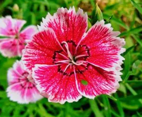 石竹花摘心打顶时间与方法