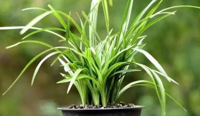兰草花多久浇一次水