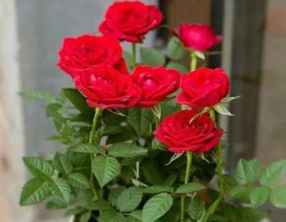 玫瑰花多久浇一次水