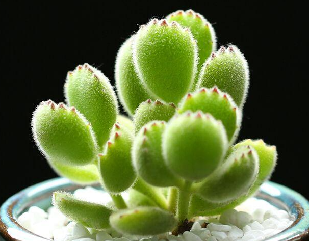 熊童子多久浇一次水