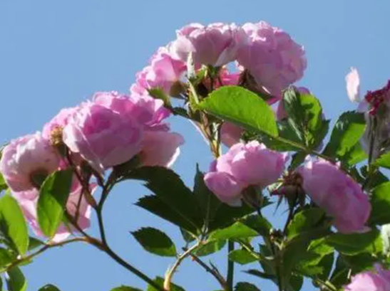 蔷薇花多久浇一次水