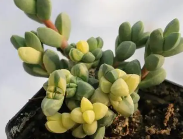 鹿角海棠多久浇一次水