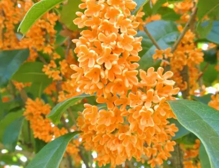 桂花多久浇一次水