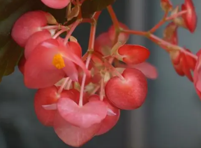 竹节海棠几月份扦插最好
