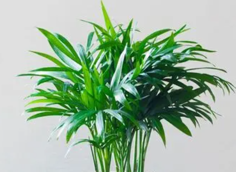 袖珍椰子多久浇一次水