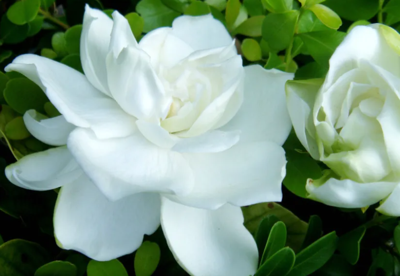 栀子花多久浇一次水