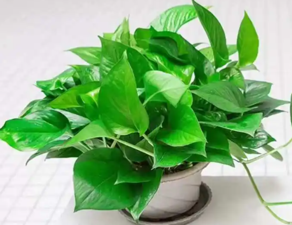 绿萝多久浇一次水