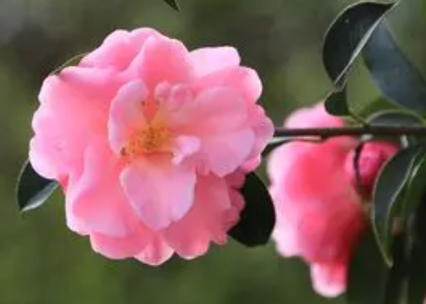 茶花摘心打顶时间与方法是什么