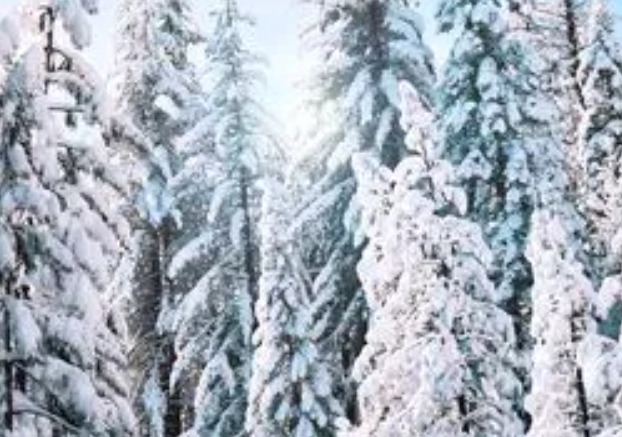 雪松生长速度快吗