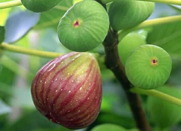 无花果嫁接时间和方法是什么