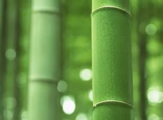竹子多久浇一次水