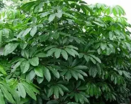 摇钱树多久浇一次水