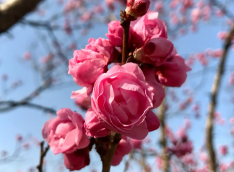 梅花摘心打顶时间与方法是什么