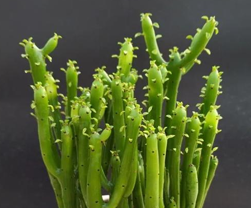 膨珊瑚多久浇一次水