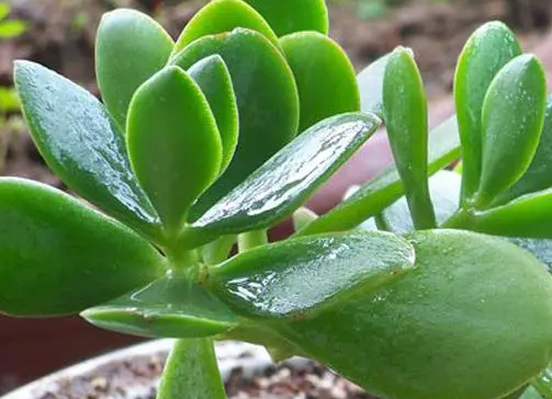 燕子掌多久浇一次水