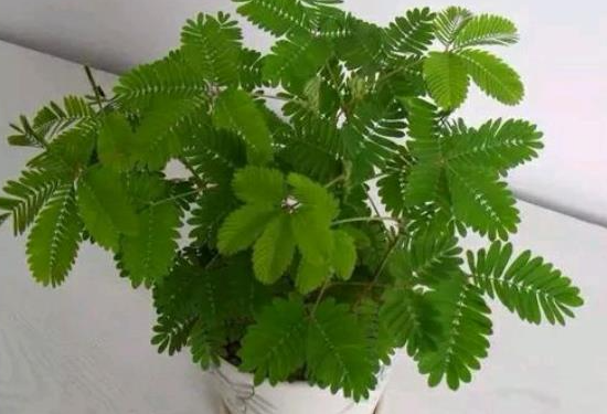 含羞草多久浇一次水