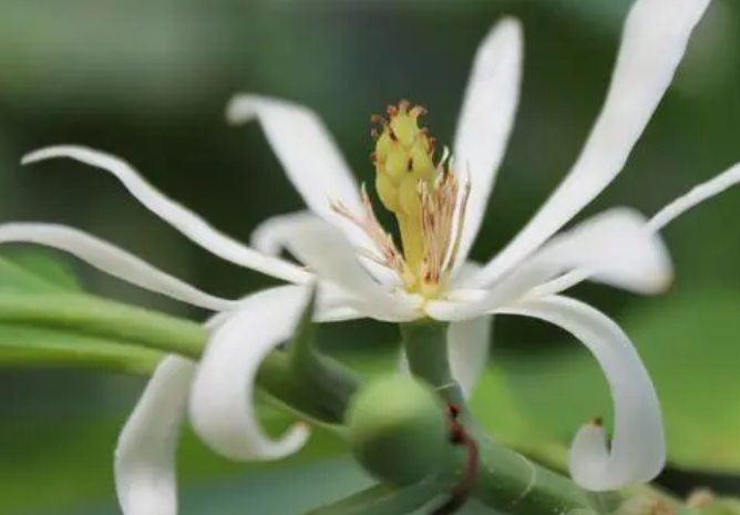 白兰花多久浇一次水