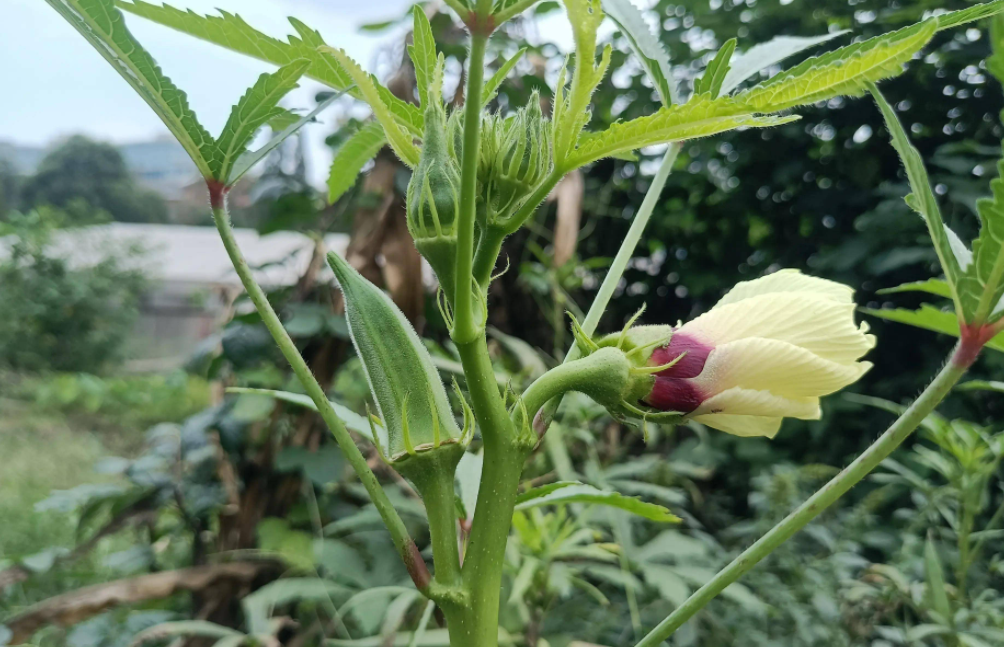 黄秋葵摘心打顶时间与方法
