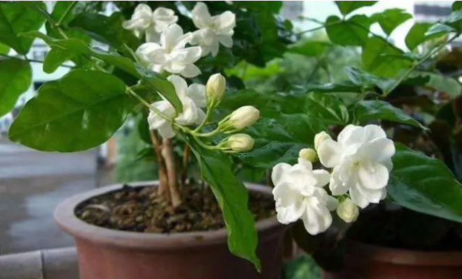 茉莉花摘心打顶时间与方法