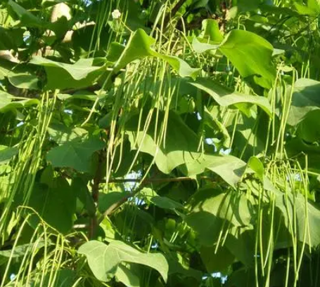 菜豆树多久浇一次水
