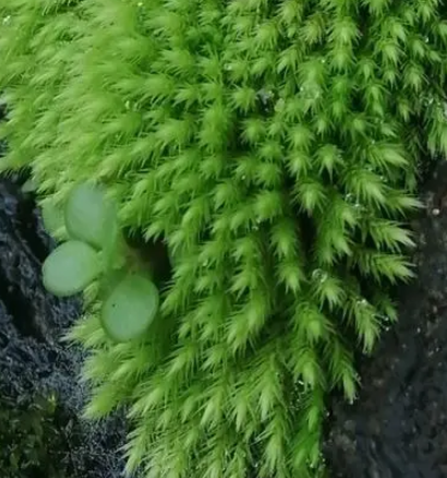 苔藓多久浇一次水