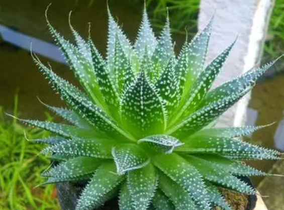 波露多久浇一次水