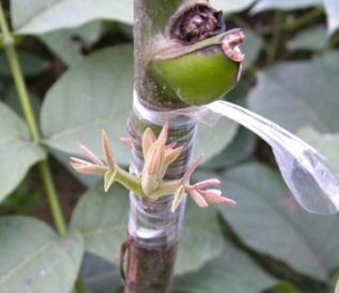 苹果嫁接时间和方法