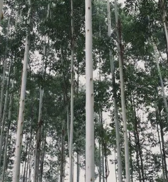 桉树生长速度快慢 一年能长多少