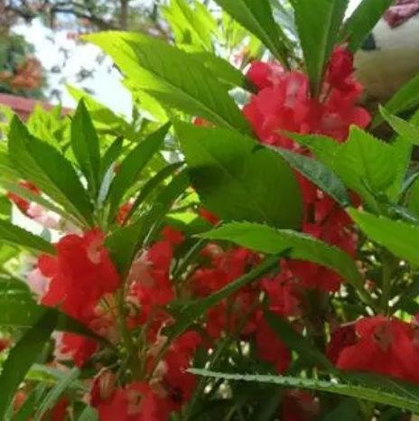 凤仙花摘心打顶时间与方法