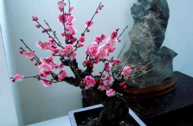 梅花多久浇一次水