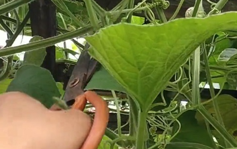 葫芦摘心打顶时间与方法
