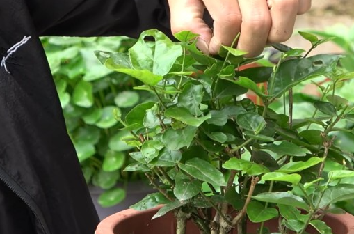 植物摘心打顶时间与方法