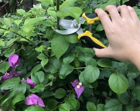 花卉摘心打顶时间与方法