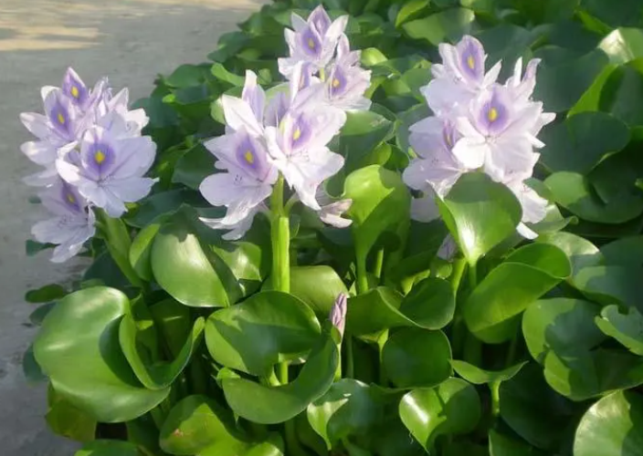 水葫芦生长速度快慢 一年能长多少