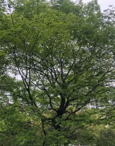 朴树生长速度快慢 一年能长多少