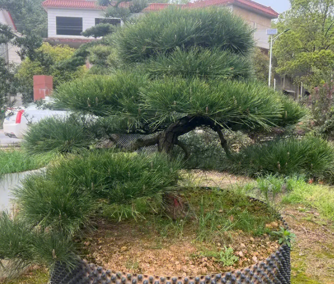 黑松生长速度快慢 一年能长多少