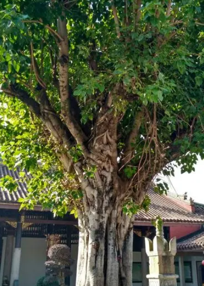 菩提树生长速度快慢 一年能长多少