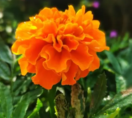 万寿菊几天浇一次水 春夏秋冬各不同