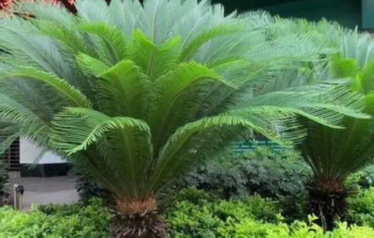 铁树生长速度快慢 一年能长多少