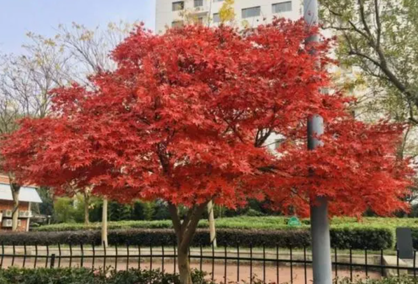 红枫生长速度快慢 一年能长多少