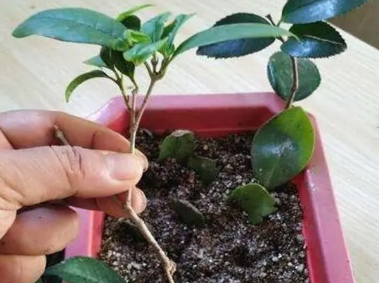 桂花树几月份扦插最好