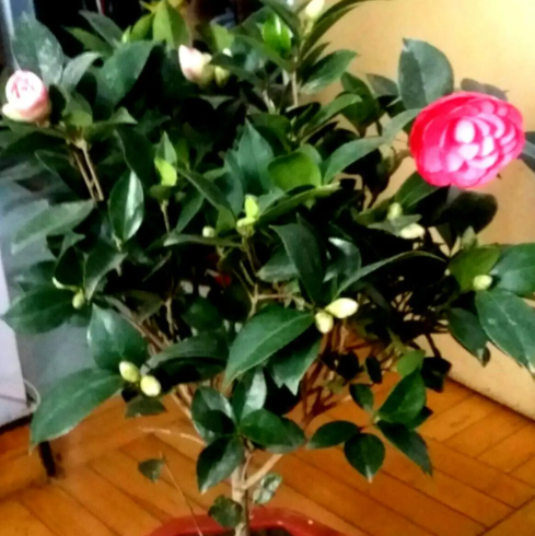 茶花生长速度快慢 一年能长多少