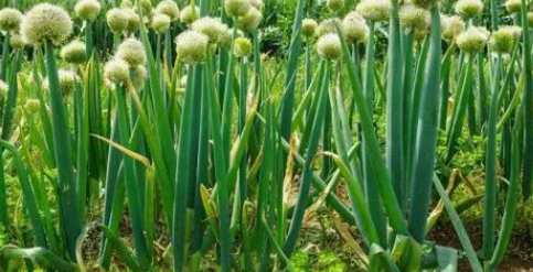 大葱种子怎么种植方法