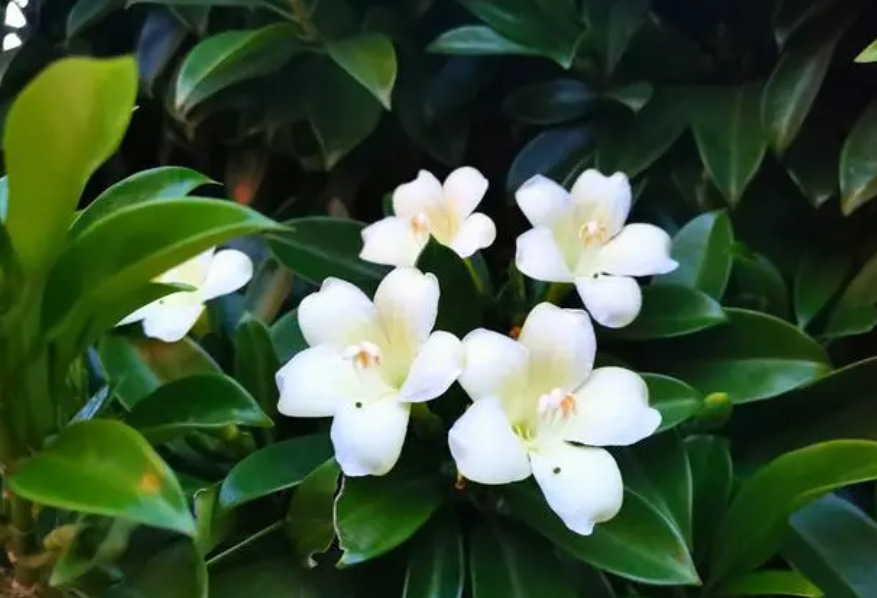 非洲茉莉几天浇一次水 春夏秋冬各不同